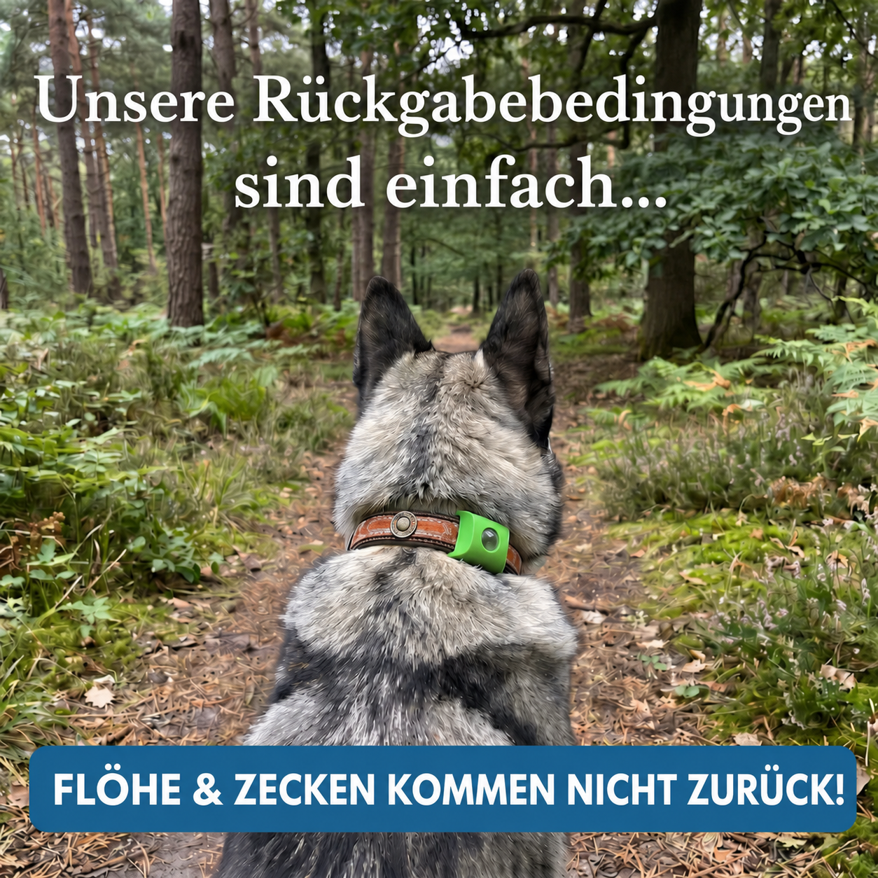 Morbix – Natürliche Floh- & Zeckenschutzmarke · 12 Monate