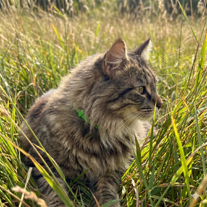 Morbix™ - 4 maanden vlooien- en tekenbescherming voor katten