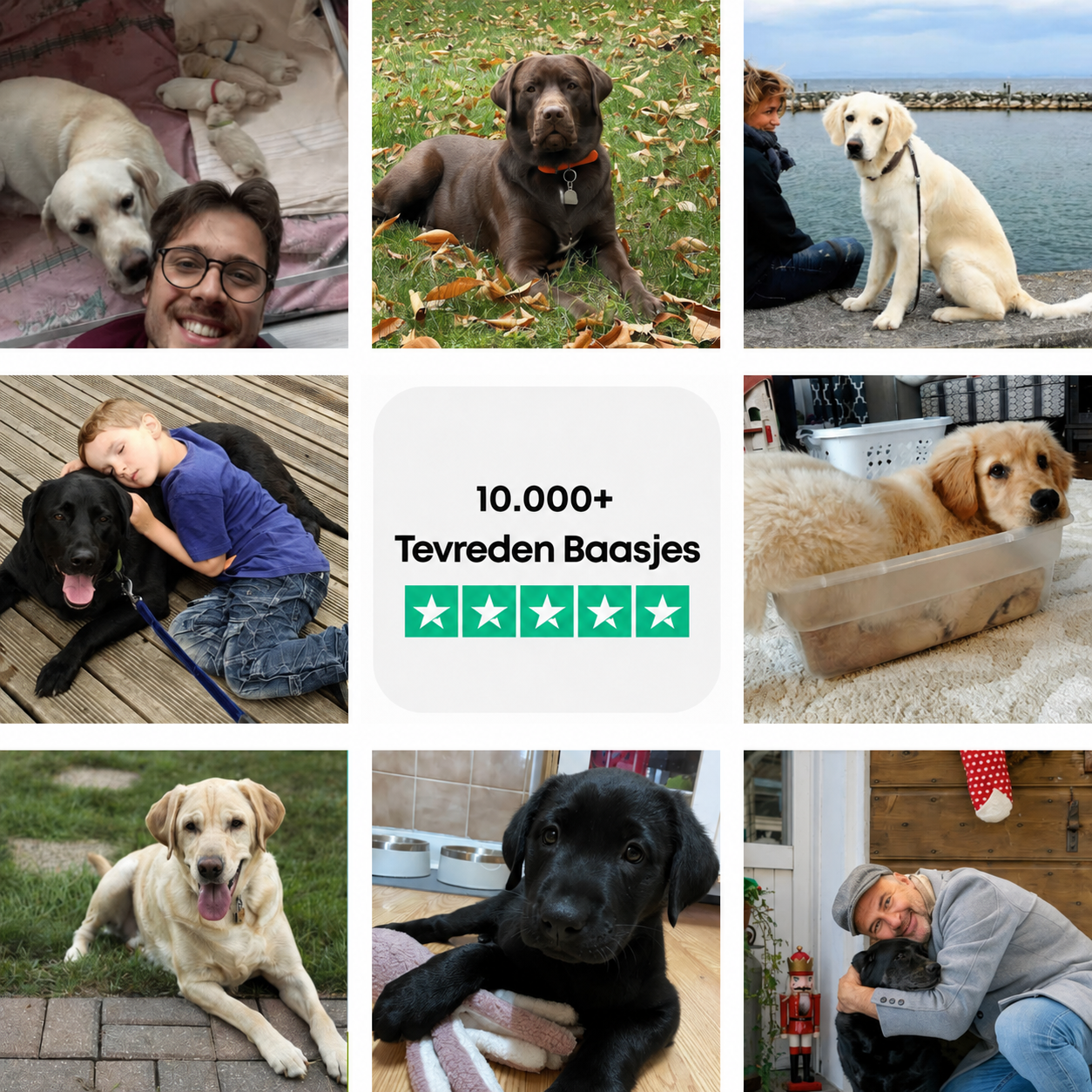 De Complete Digitale Gids voor jouw Labrador