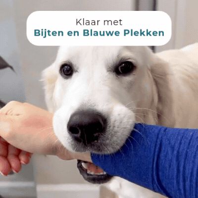 Golden Retriever die tijdens het spel in een mouw bijt