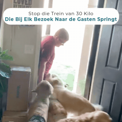 Golden Retriever die bij een begroeting opspringt