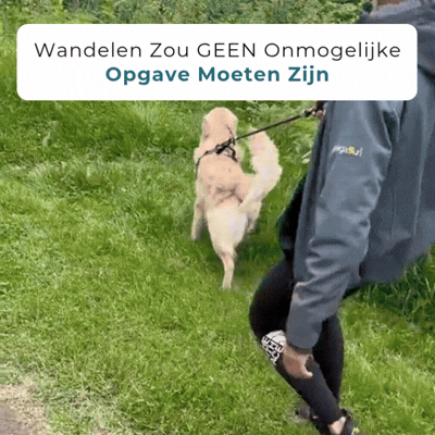 Golden Retriever die tijdens de wandeling aan de lijn trekt