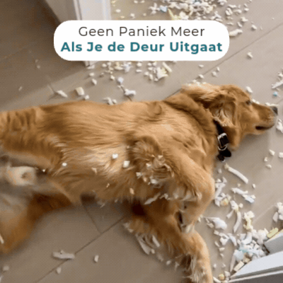 Gevolgen van een Golden Retriever die moeite heeft met alleen zijn