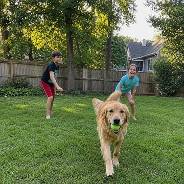 Luna, de Golden Retriever van Tom