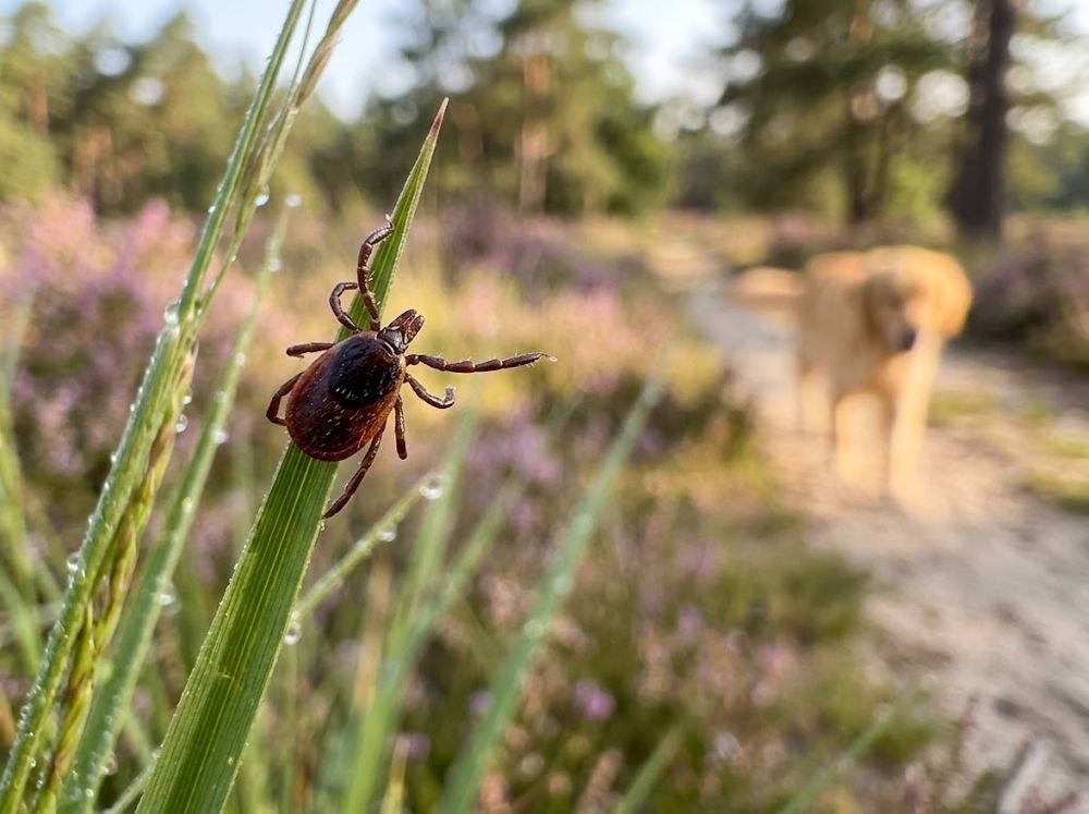 Teek op een grasspriet in de heide, hond op de achtergrond