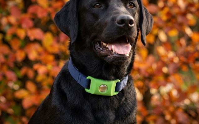 Zwarte labrador met de Morbix Tag op zijn halsband