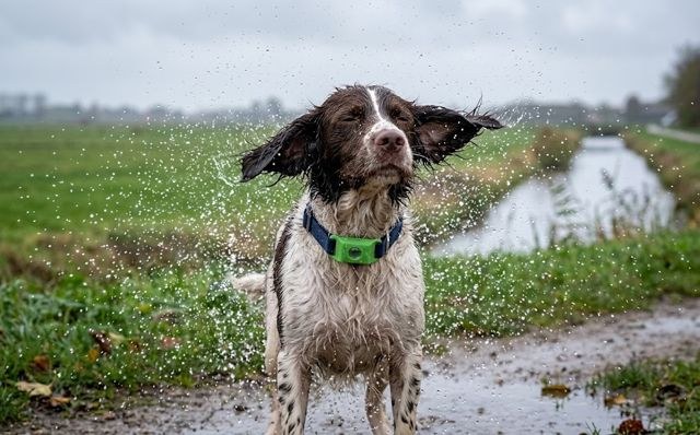 Natte spaniel schudt zich uit in de regen met de Morbix Tag