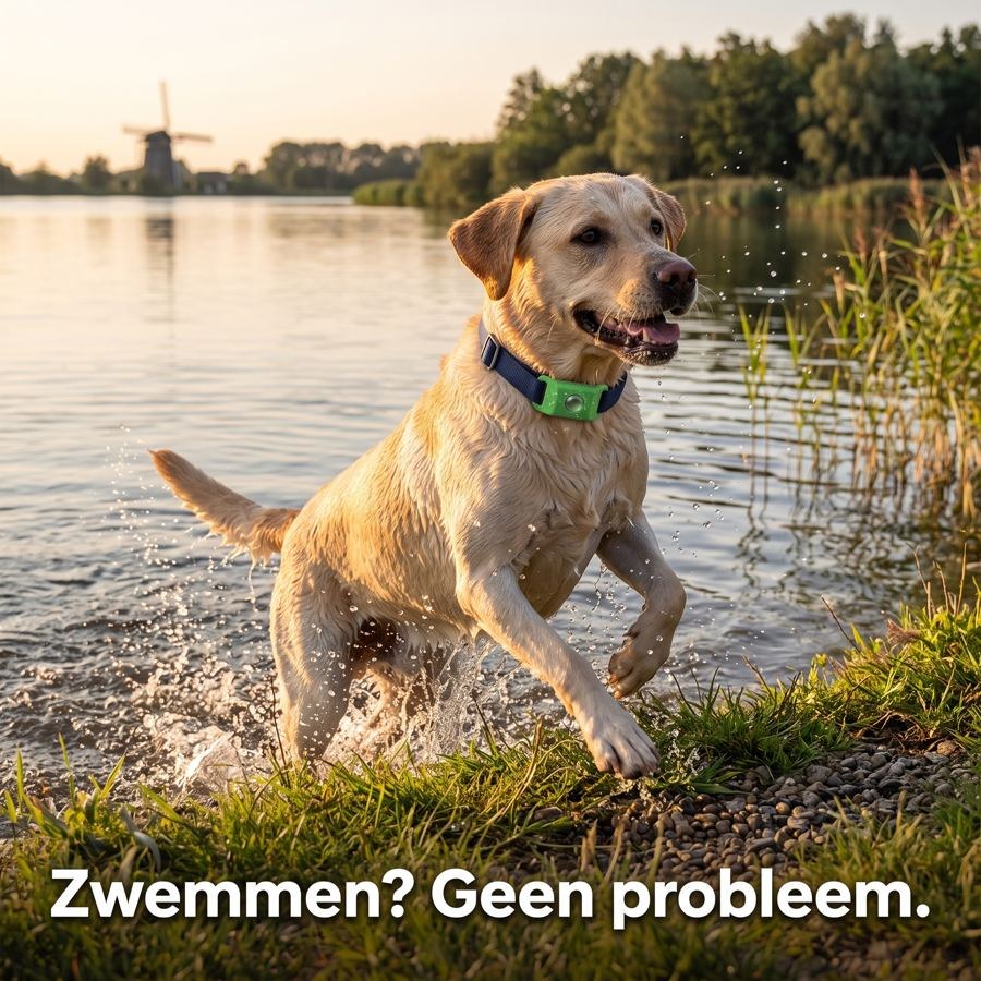 Labrador komt uit het water met de Morbix Tag: zwemmen geen probleem